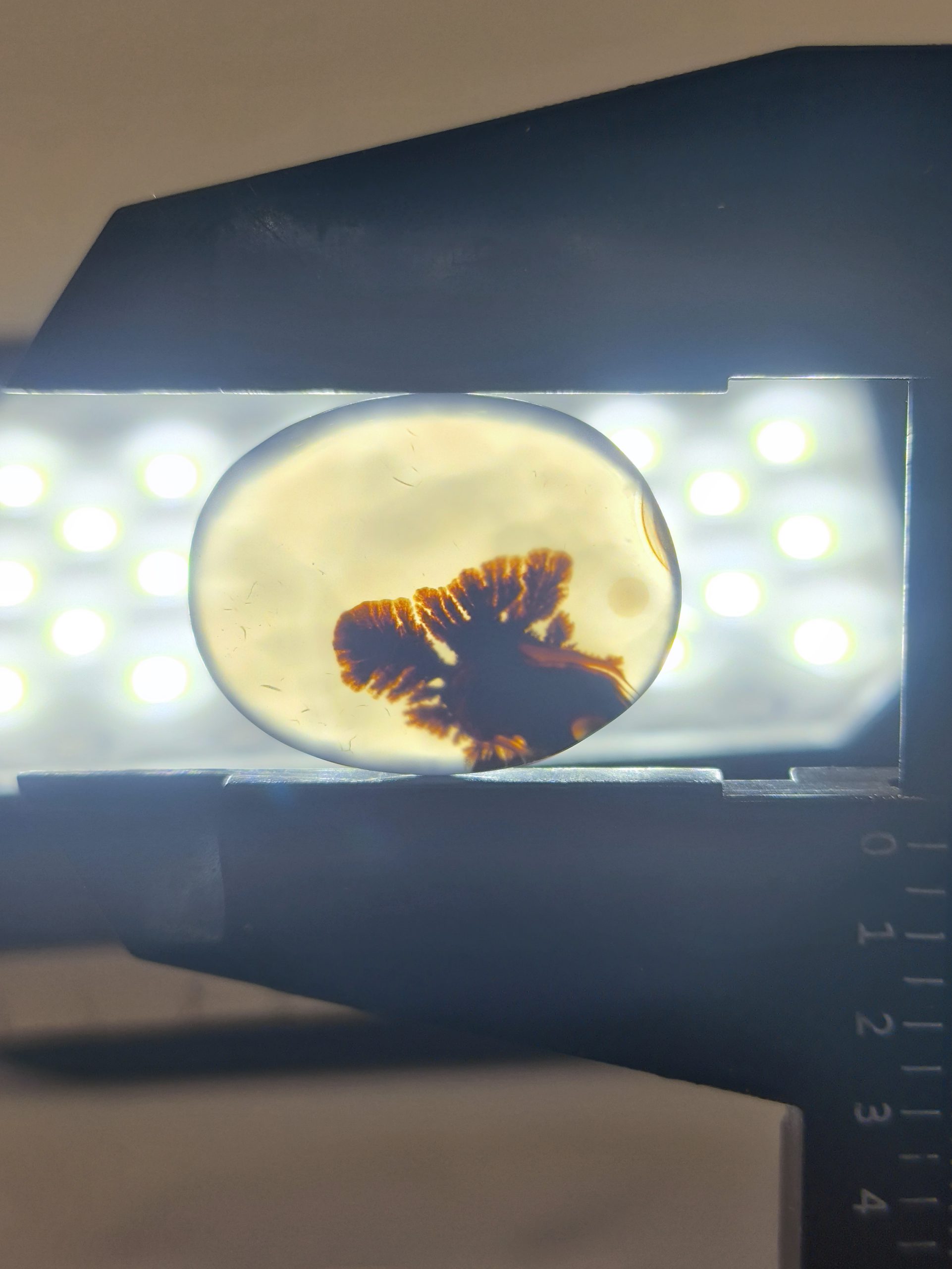 تصویر شجر طبیعی قائن کد 116 