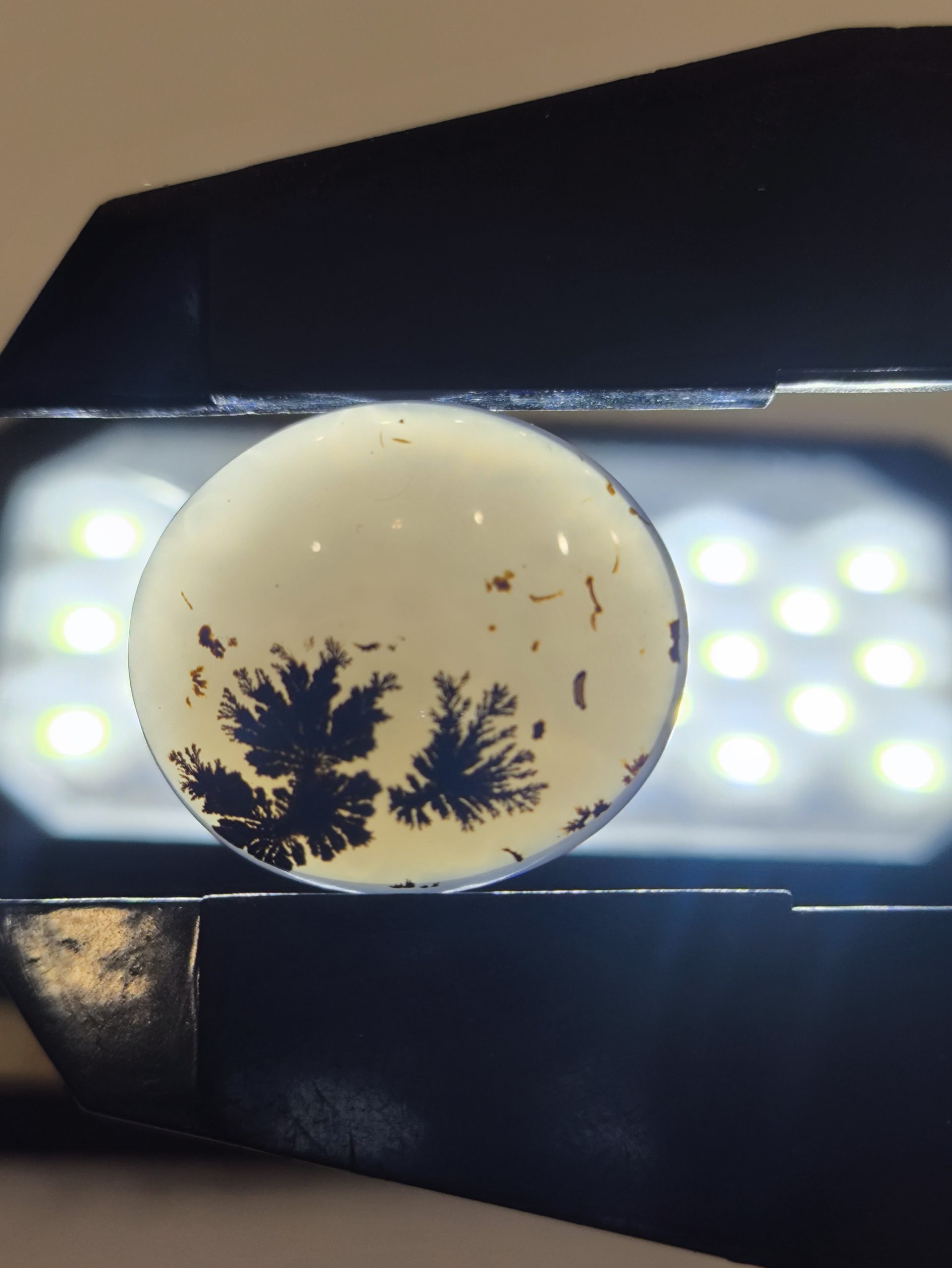 تصویر شجر طبیعی قائن کد 126 