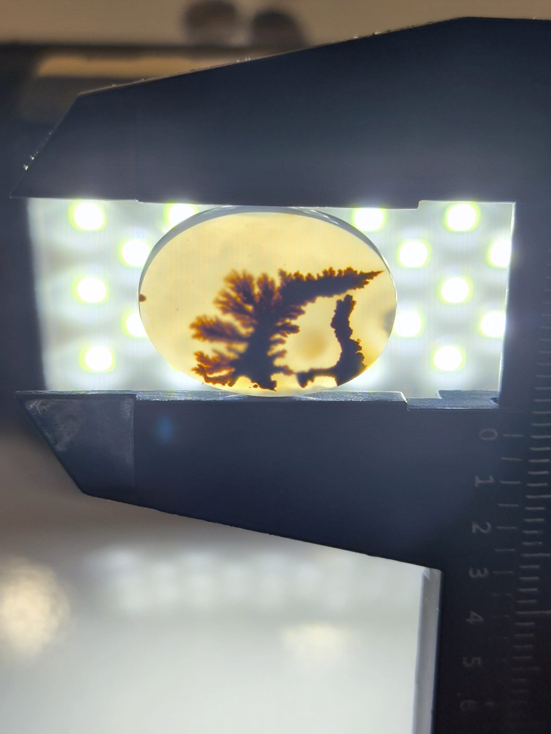 تصویر شجر طبیعی قائن کد 100 