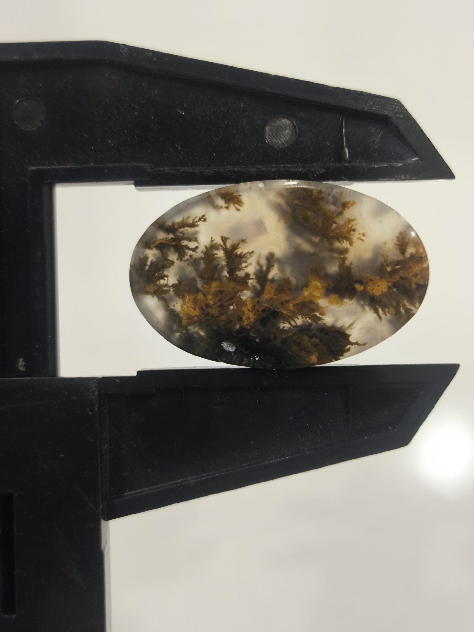 تصویر شجر پاییزی کد 304 