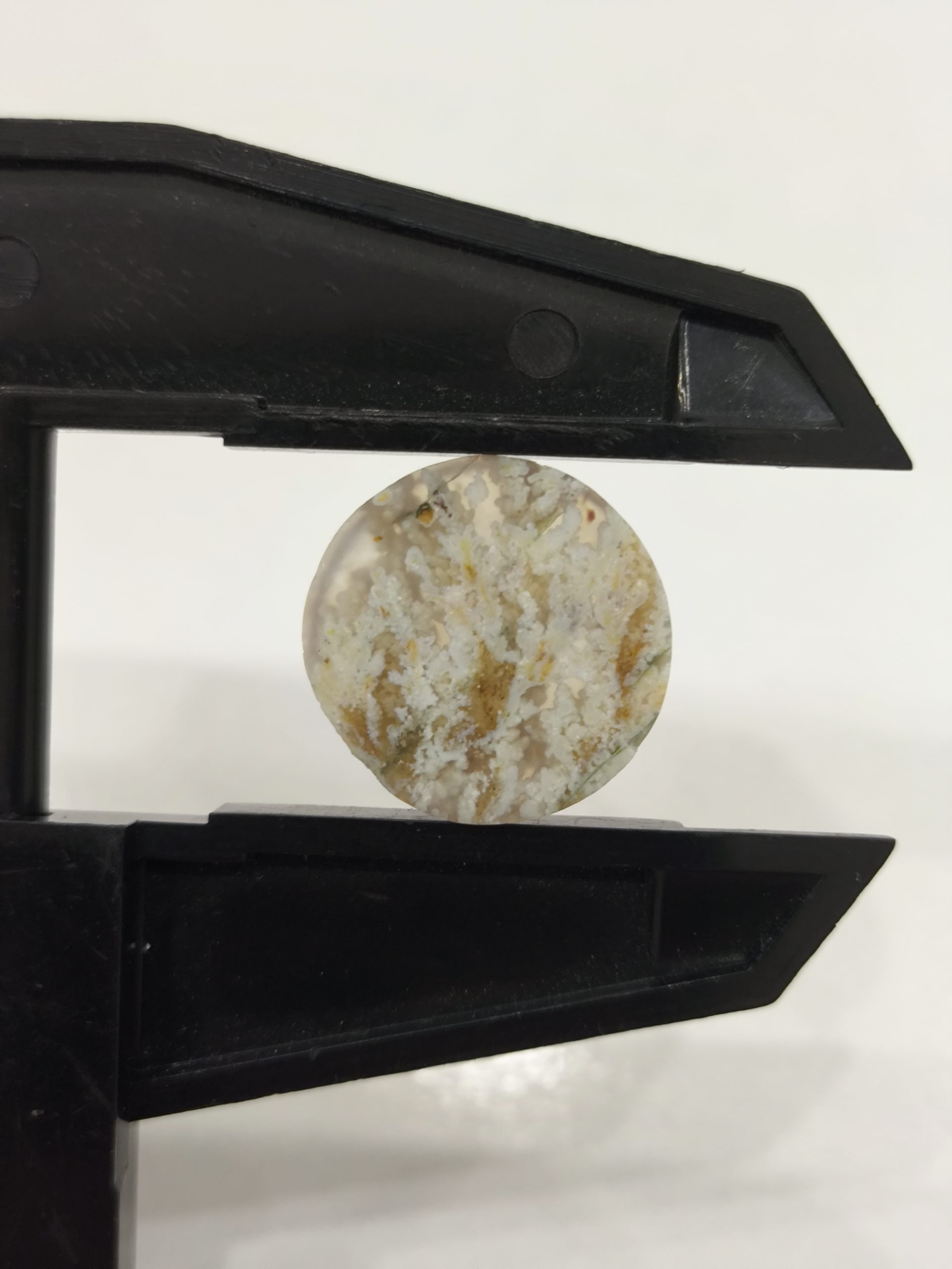 تصویر شجر بهاری کد906 